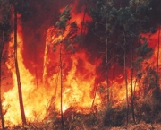 incendio-florestal-3