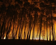 incendio-florestal-4