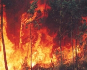 Incêndio no Parque Nacional da Chapada dos Veadeiros (10)