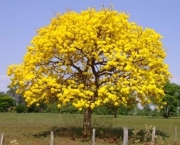 Ipê Amarelo (1)