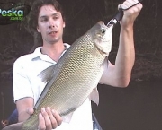 peixes-da-amazonia-1