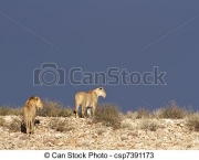leoes-do-deserto-na-namibia-kunene-5