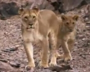 leoes-do-deserto-na-namibia-kunene-2