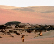 leoes-do-deserto-na-namibia-kunene-3