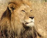 leoes-do-deserto-na-namibia-kunene-6