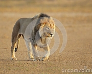 leoes-do-deserto-na-namibia-kunene-3
