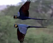 Lista de Aves em Extinção no Brasil e no Mundo (1)