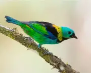 Lista de Aves em Extinção no Brasil e no Mundo (3)