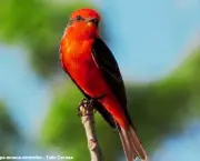 Lista de Aves em Extinção no Brasil e no Mundo (5)