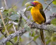 Lista de Aves em Extinção no Brasil e no Mundo (7)