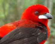 Lista de Aves em Extinção no Brasil e no Mundo (8)