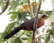 Lista de Aves em Extinção no Brasil e no Mundo (10)