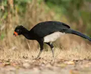 Lista de Aves em Extinção no Brasil e no Mundo (12)