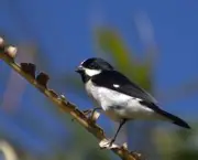 Lista de Aves em Extinção no Brasil e no Mundo (13)