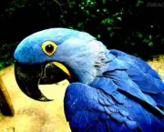 Lista de Aves em Extinção no Brasil e no Mundo (16)
