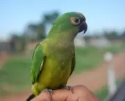 Lista de Aves em Extinção no Brasil e no Mundo (19)