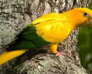 Lista de Aves em Extinção no Brasil e no Mundo (20)