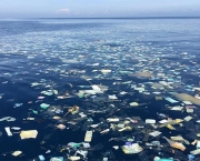 Lixo no Mar do Caribe (12)