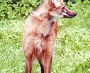 lobo-vermelho-7