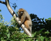 macaco-saua-em-extincao-11