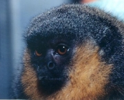 macaco-saua-em-extincao-15