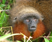 macaco-saua-em-extincao-3