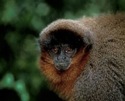 macaco-saua-em-extincao-4