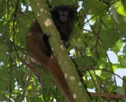 macaco-saua-em-extincao-5