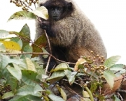 macaco-saua-em-extincao-6