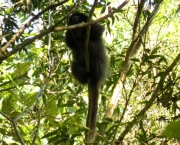 macaco-saua-em-extincao-8