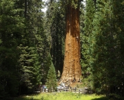 Maiores Árvores do Mundo (2)
