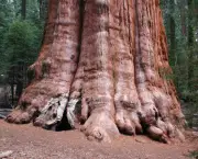 Maiores Árvores do Mundo (11)
