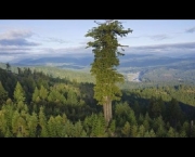 Maiores Árvores do Mundo (18)