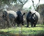 matanca-de-rinocerontes-na-africa-do-sul-4