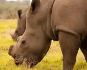 matanca-de-rinocerontes-na-africa-do-sul-5