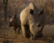 matanca-de-rinocerontes-na-africa-do-sul-6