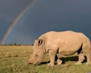 matanca-de-rinocerontes-na-africa-do-sul-7