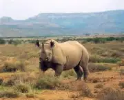 matanca-de-rinocerontes-na-africa-do-sul-8