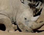 matanca-de-rinocerontes-na-africa-do-sul-9