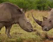 matanca-de-rinocerontes-na-africa-do-sul-14