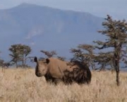 matanca-de-rinocerontes-na-africa-do-sul-15