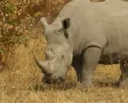 matanca-de-rinocerontes-na-africa-do-sul-17