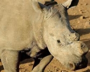 matanca-de-rinocerontes-na-africa-do-sul-18