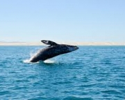medidas-foram-tomadas-para-prevenir-a-caca-das-baleias-1