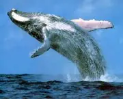 medidas-foram-tomadas-para-prevenir-a-caca-das-baleias-3