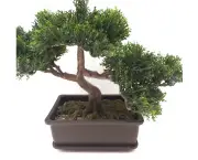 Mini Árvore Natural (1)