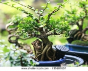 Mini Árvore Natural (5)