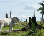 monocultura-problema-na-cobertura-florestal-brasileira-4