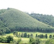 monocultura-problema-na-cobertura-florestal-brasileira-5