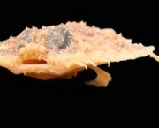 morcego-panqueca-louisiana-1